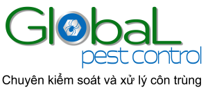 Dịch vụ Pest Control - Chuyên xử lý và diệt côn trùng hiệu quả