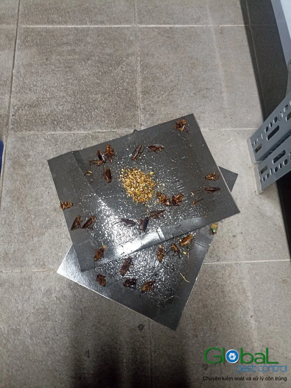 Bẫy keo d&iacute;nh gi&aacute;n v&agrave; mồi nhử đặt tr&ecirc;n s&agrave;n gạch