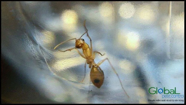 Một con kiến v&agrave;ng nhạt b&ograve; tr&ecirc;n bề mặt s&aacute;ng