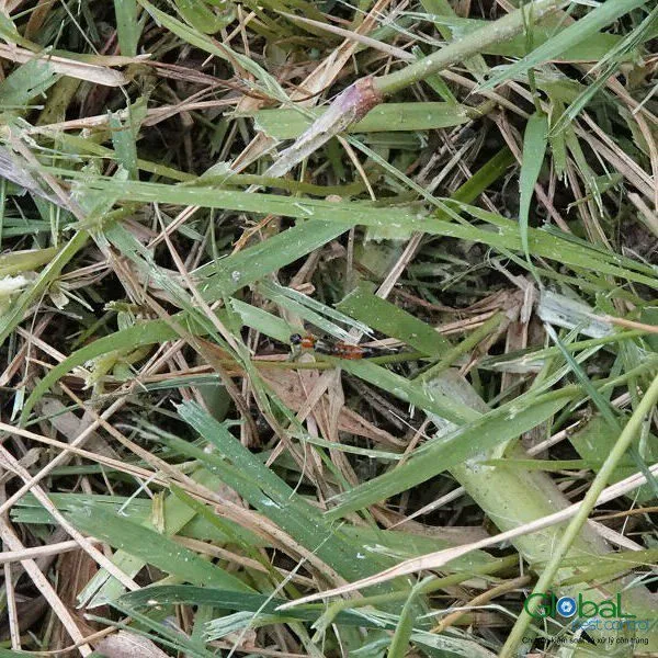 B&atilde;i cỏ xanh ngo&agrave;i vườn, ổ kiến lửa s&acirc;n vườn