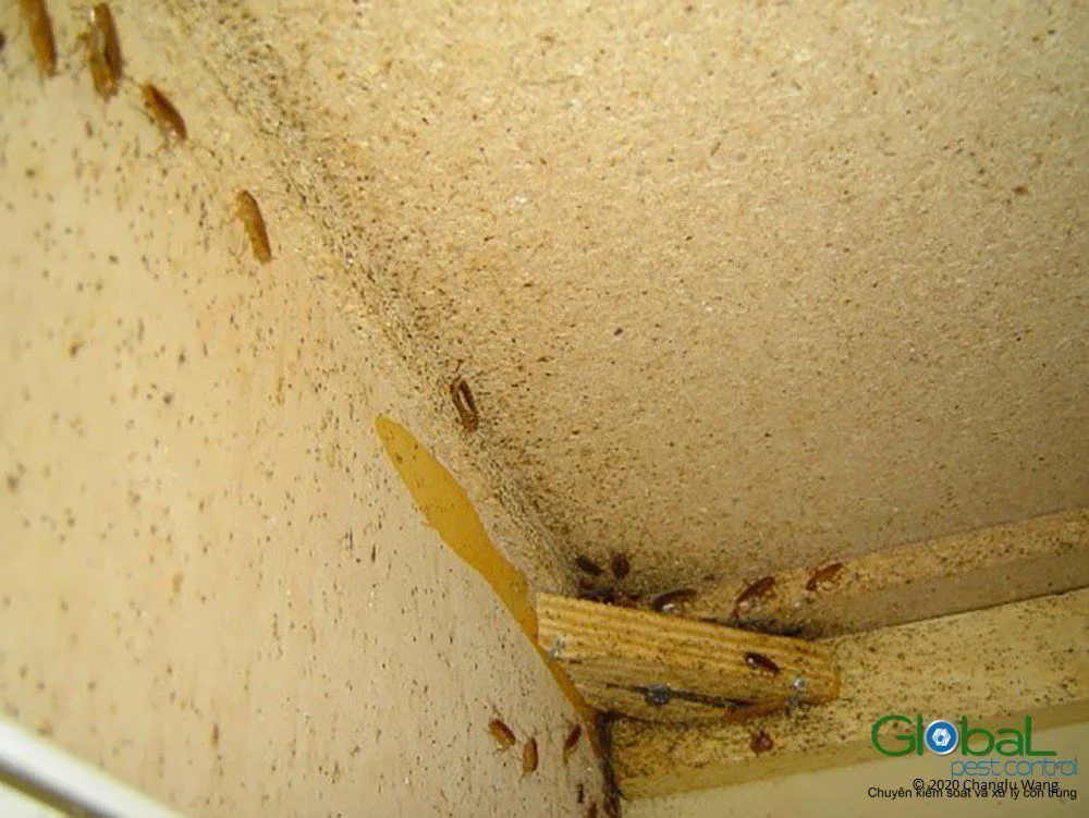 Gi&aacute;n Đức v&agrave; ph&acirc;n gi&aacute;n trong g&oacute;c tủ bếp, đường gi&aacute;n v&agrave;o văn ph&ograve;ng