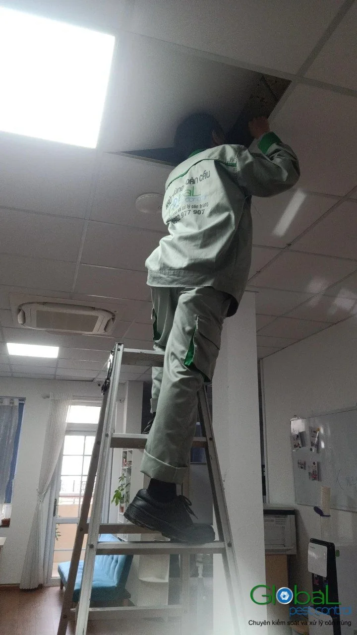 Kỹ thuật vi&ecirc;n đứng thang xử l&yacute; c&ocirc;n tr&ugrave;ng tr&ecirc;n trần thạch cao văn ph&ograve;ng