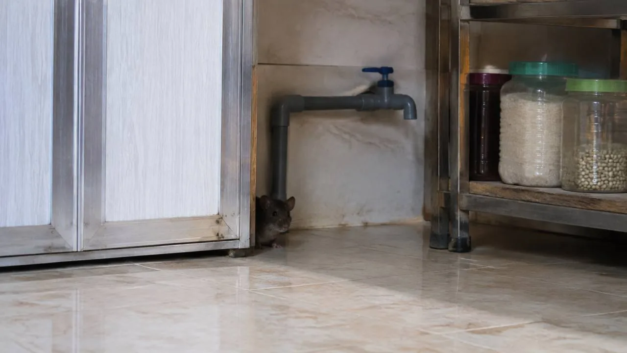 Chuột b&ograve; dưới kệ inox cạnh v&ograve;i nước trong bếp
