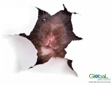 5 Dấu hiệu cho biết có chuột trong nhà bạn – Thông tin về loài chuột