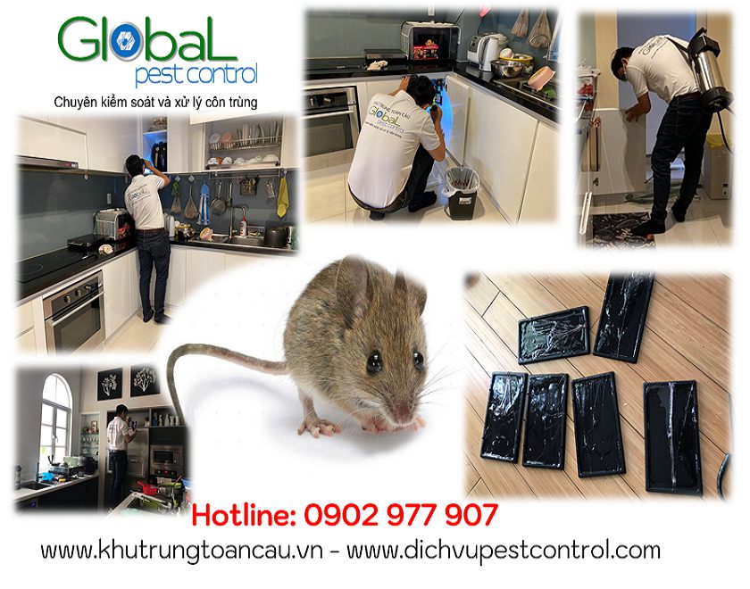 dich vu kiem soat xu ly diet chuot pest control
