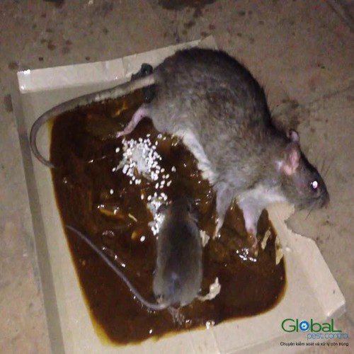 Các bước chuẩn bị trước khi goi dịch vụ xử lý và diệt Chuột