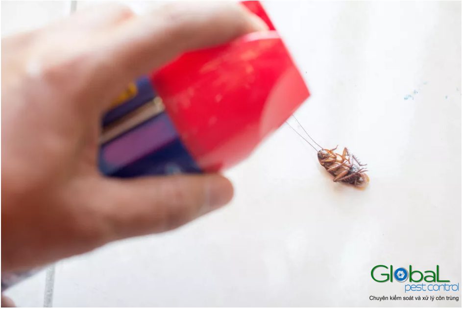 Làm thế nào để ngăn chặn và xử lý gián xâm nhập vào ngôi nhà của bạn?