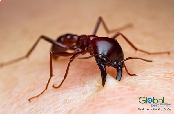 dịch vụ diệt kiến
