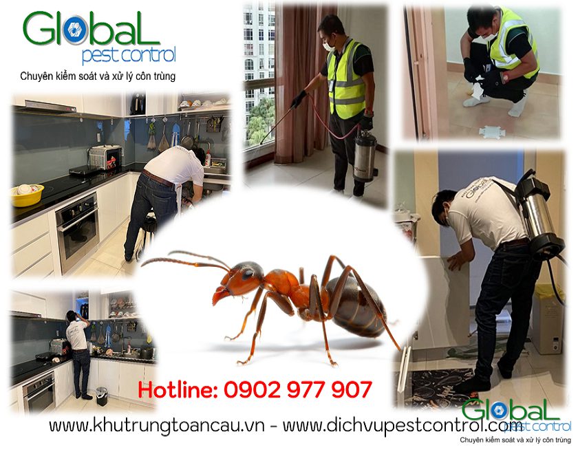 dịch vụ kiểm soát, xử lý, diệt kiến, pest control