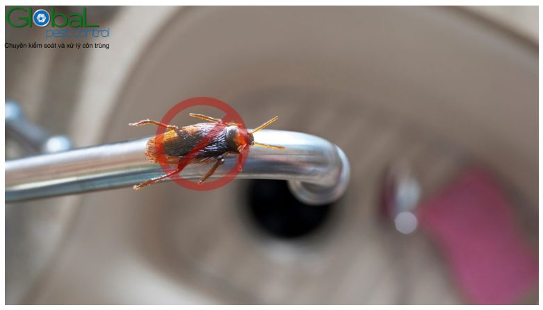 Tại sao có gián trong nhà của tôi? Gián ẩn náu ở đâu trong ngôi nhà?