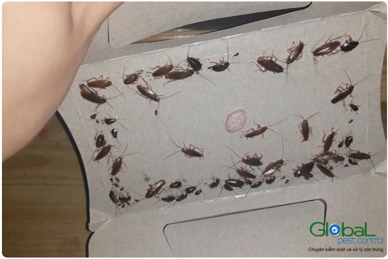 Thông tin về tuổi thọ của Gián Đức