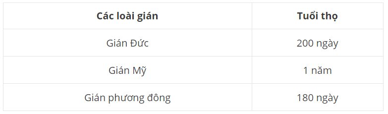 Danh sách đầy đủ về gián và tuổi thọ của chúng