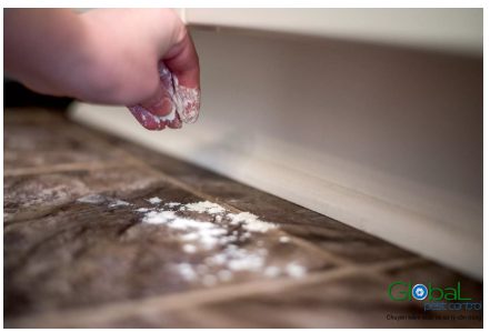 vết dầu mỡ chuột để lại